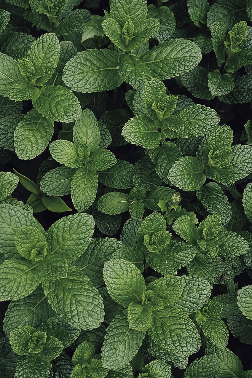 Heilpflanzen, Heilkräuter HD-Handy-Hintergrundbild