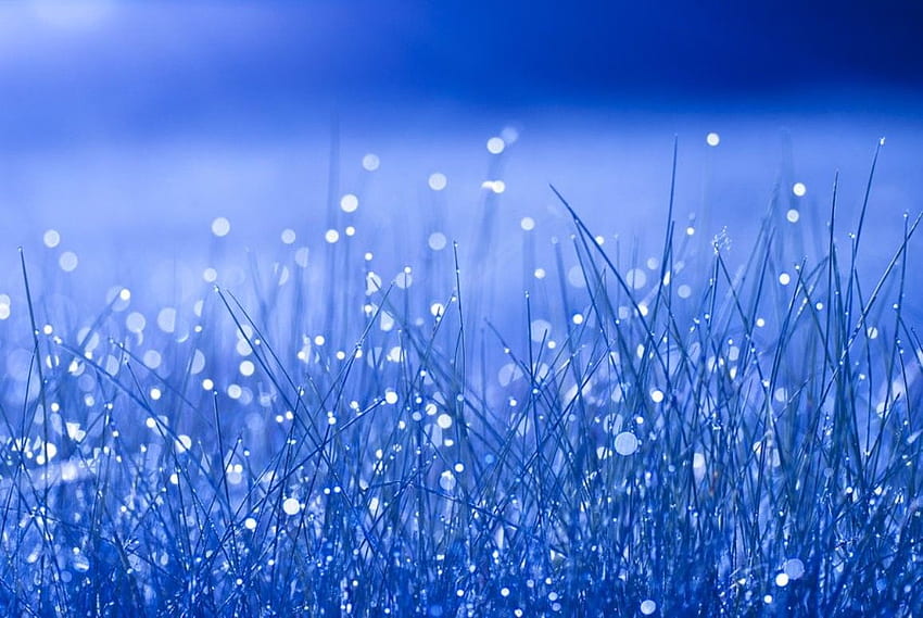 Blue colour grass beautiful background wallpaper Stock Photo  Adobe Stock