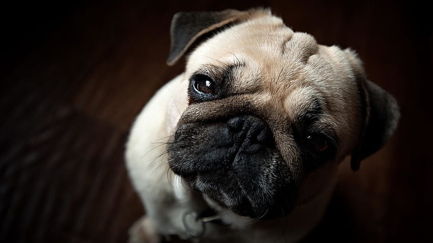 My Pug, Dog, Farm, Puppy HD Wallpaper Pxfuel | atelier-yuwa.ciao.jp