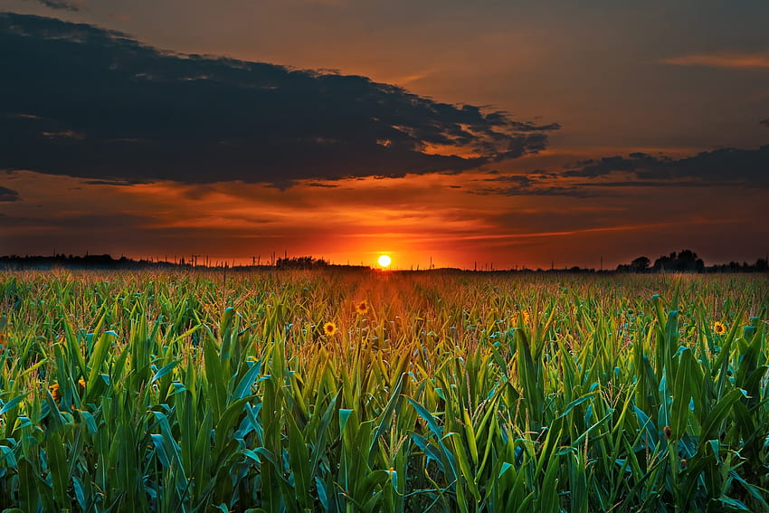 Coucher de soleil sur le champ de maïs, maïs, champ, nuages, ciel, nature, coucher de soleil Fond d'écran HD