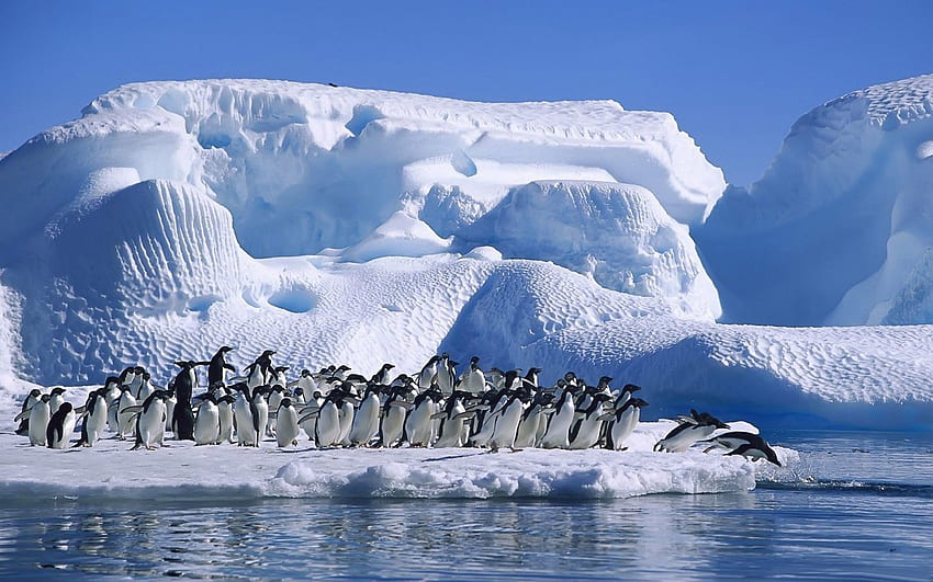 Zwierzęta, pingwiny, śnieg, stado, odbijanie, skakanie, lodowiec, Antarktyda Tapeta HD