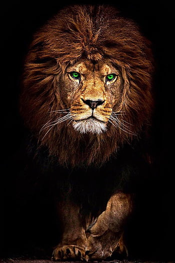 Green Lion of Voltron | Lions photos, Lion wallpaper, Lion hd wallpaper