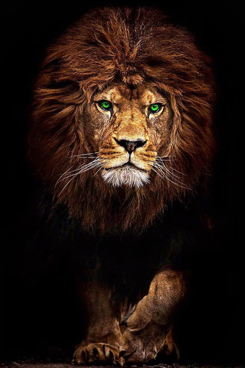 El arte de la pared de la lona de la bestia. Arte de lienzo de león de ojos verdes. Pintura de leão, grafía de leão, de leão fondo de pantalla del teléfono