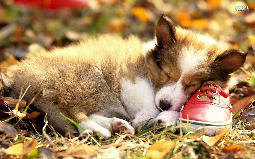 Autumn Puppy Sleep Page 4, Fall Puppy HD wallpaper | Pxfuel