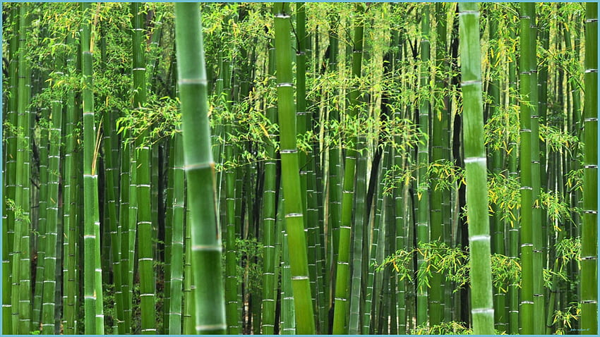 Bamboo - Top Bamboo Background - Bamboo, Bamboo Garden HD wallpaper | Pxfuel