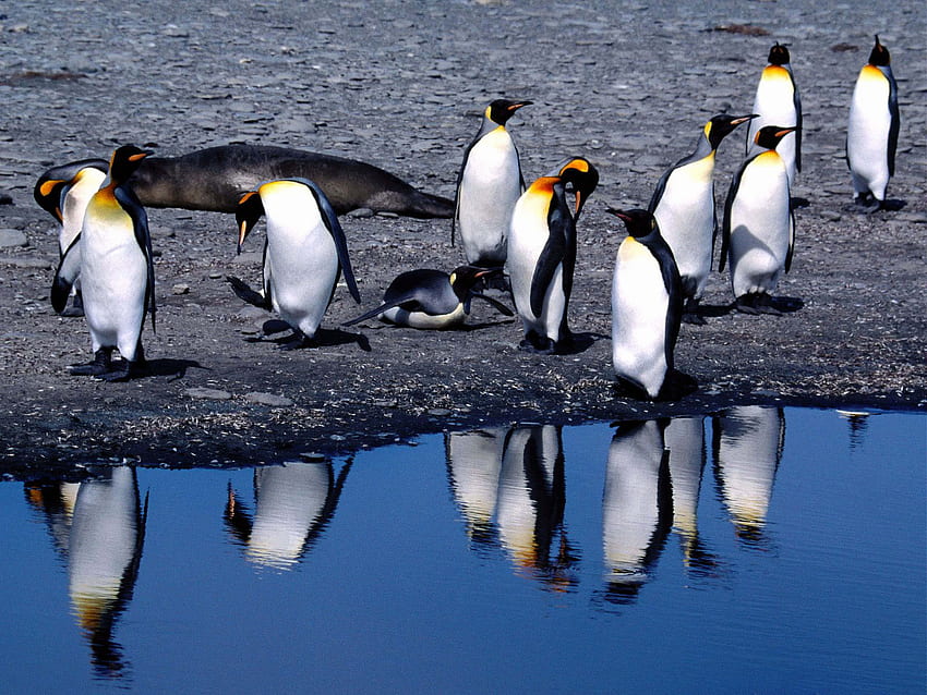 Hewan, Pinguin, Musim Panas, Mencair Wallpaper HD