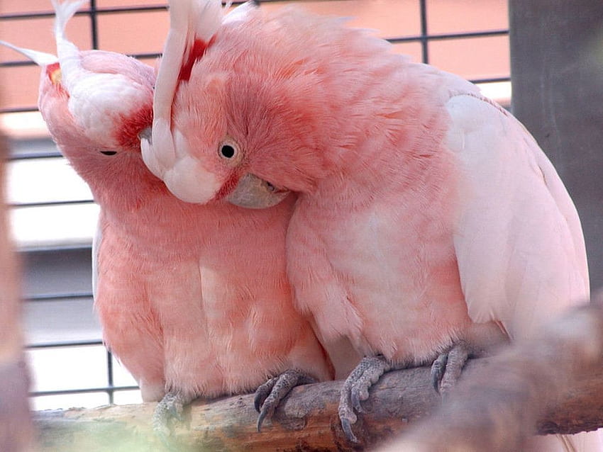Oiseaux d'amour rose rose Fond d'écran HD