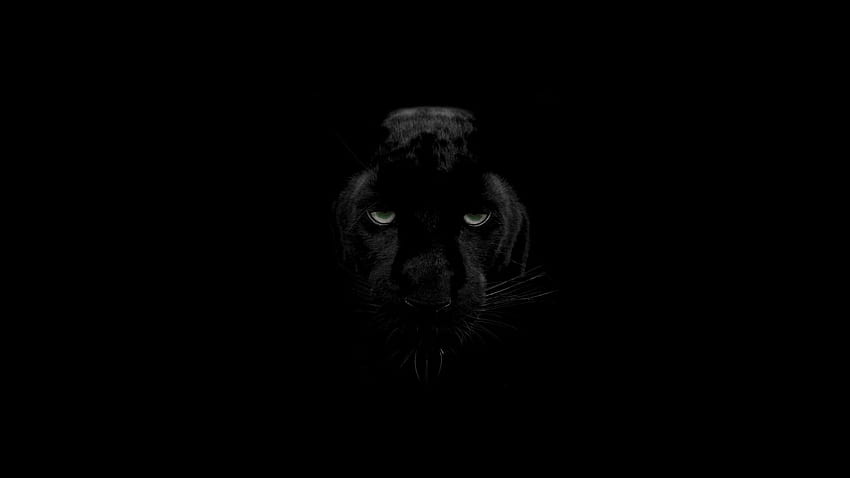 / czarna pantera, zwierzęta,, Black Panther Eyes Tapeta HD