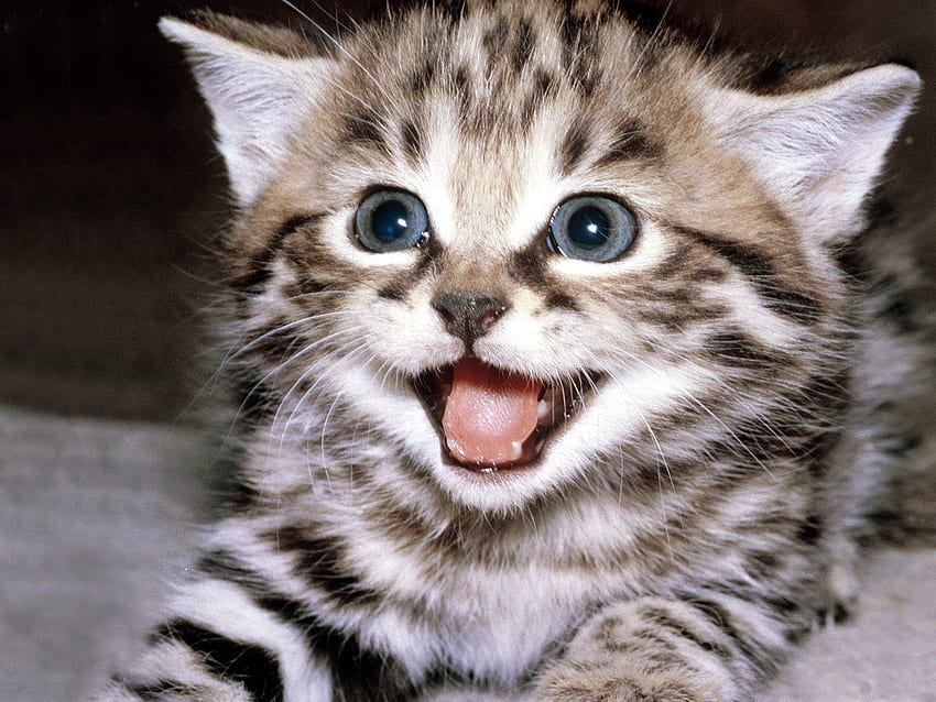 Śmieszne małe koty 32, dziwny kot Tapeta HD