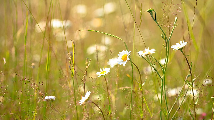 Alam, Bunga, Rumput, Musim Panas, Kamomil, Lapangan Wallpaper HD