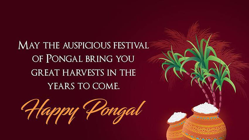 May The Auspicious Festival Of Pongal Bring You Great Harvests In The Years To Come Pongal HD wallpaper