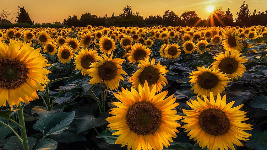 Sunflower, sunflower field, yellow flowers, sunflowers, blossom • For You For & Mobile, Red and Yellow Sunflower HD wallpaper