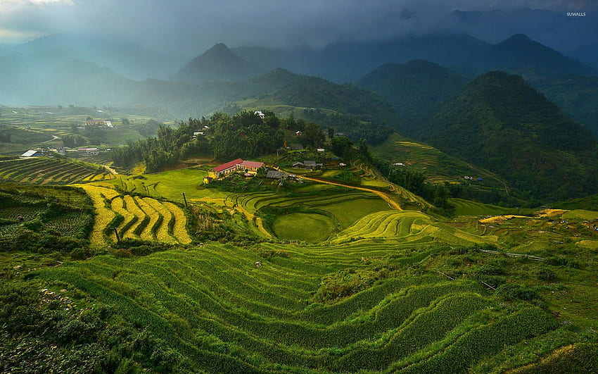 Rice terraces in Vietnam - Nature HD wallpaper