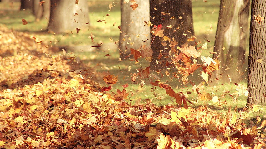 Природа, дървета, есен, листа, гора, купчина HD тапет