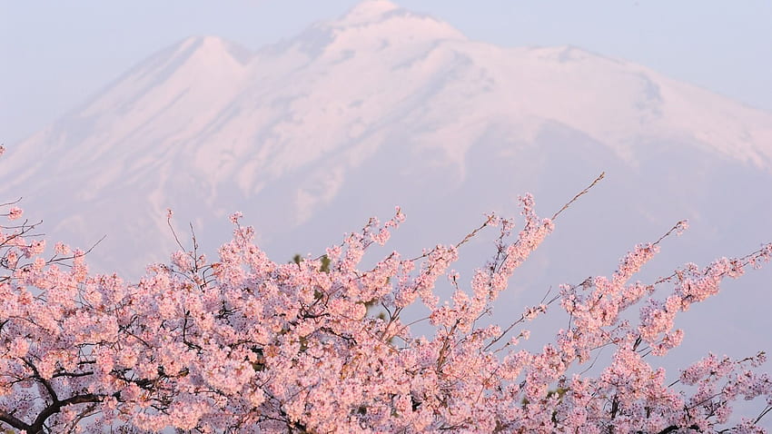 kwiaty sakury na sri lance. 桜., Japoński kwiat wiśni Zen Tapeta HD