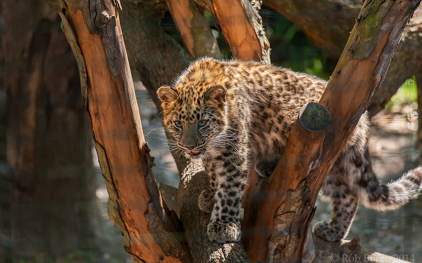 Animals, Wood, Young, Leopard, Tree, Predator, Stains, Spots, Wild Cat, Wildcat, Joey HD wallpaper