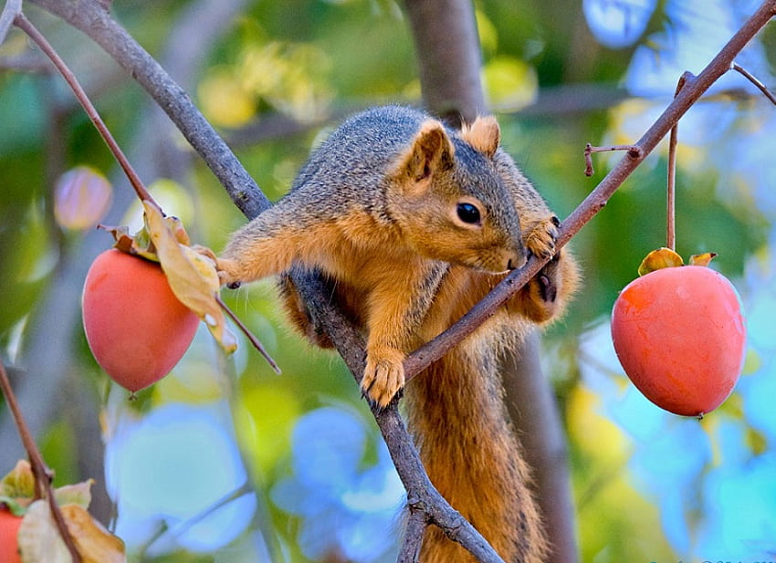 CHOICES, fruit, choice, fox squirrel, food, tree HD wallpaper