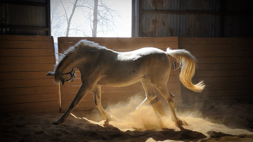 Cavalo branco no paddock, hipismo papel de parede HD