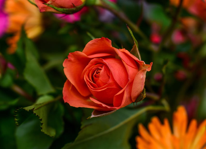 Rose rouge, flou, fleur Fond d'écran HD