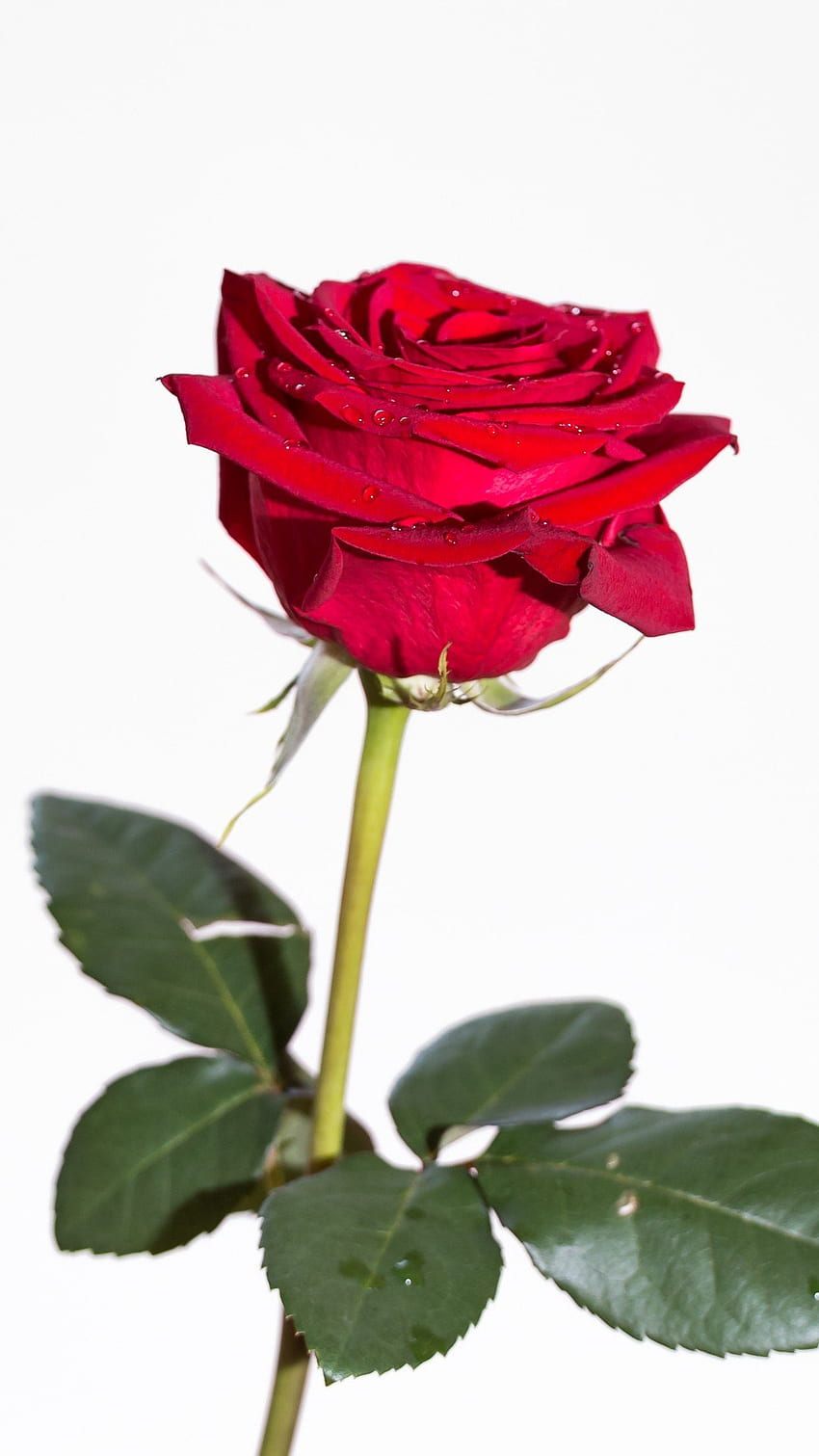 Червена роза, роза, червена HD тапет за телефон