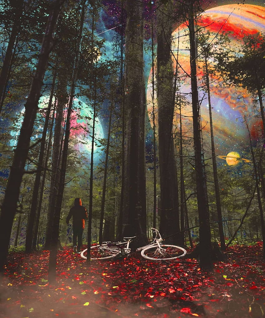 arbol, atmosfera, arboles, bicicleta fondo de pantalla del teléfono