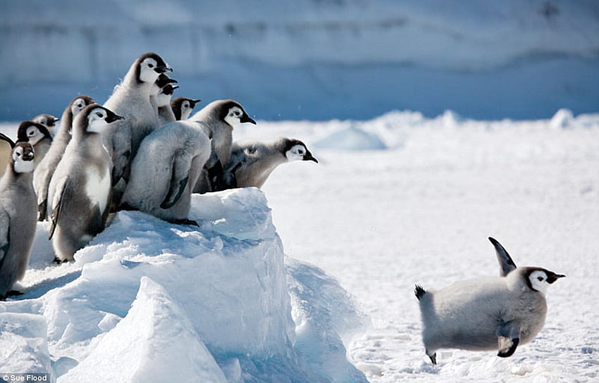 Umiem latać...., pingwiny, zima, przyroda, śnieg Tapeta HD