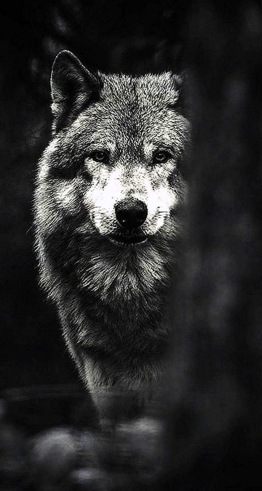 Wolves Phone Wallpapers  Top Free Wolves Phone Backgrounds   WallpaperAccess