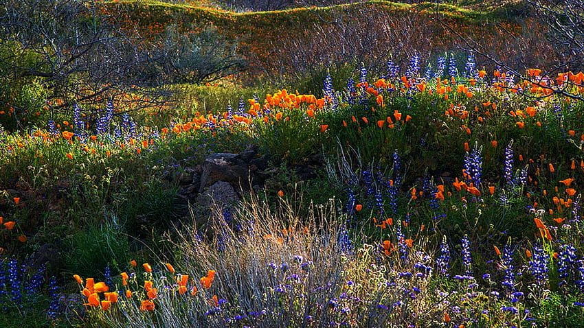 Poppies and Lupine on the rolling hills of Peridot Mesa, central Arizona, blossoms, landscape, blooming, colors, spring, usa HD wallpaper