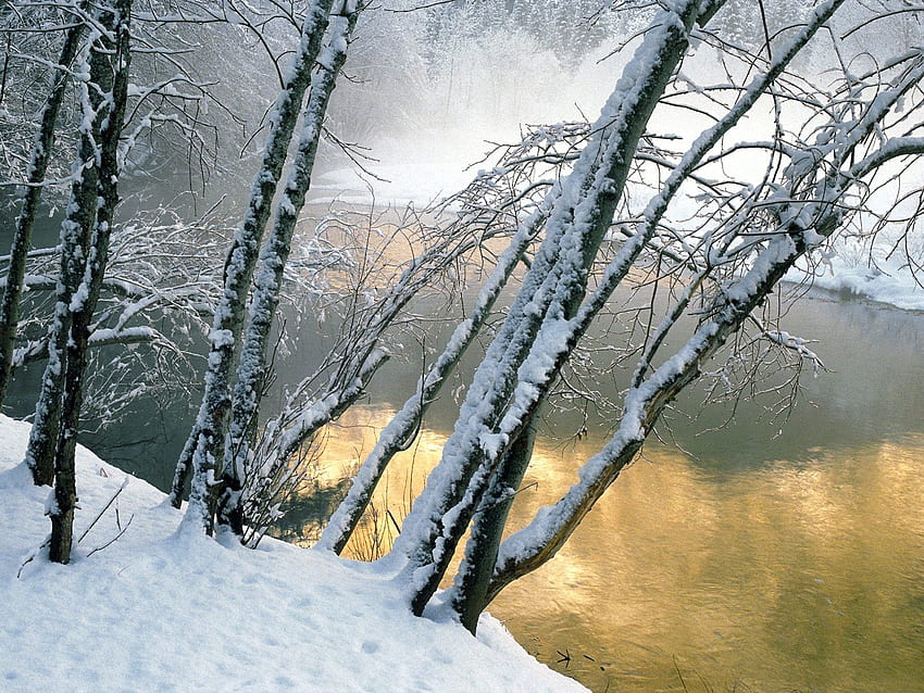 Alder Trees Winter Nature in jpg format HD wallpaper