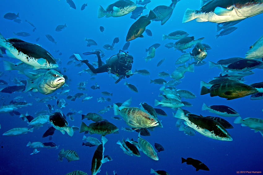 grouper, Ocean, Sea, Underwater, Sealife, Fish, Scuba, Diving / and Mobile Background HD wallpaper