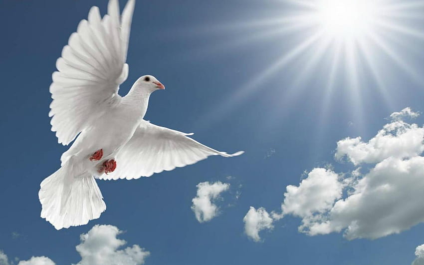 of doves: Dove Love Heaven Background, White Dove HD wallpaper