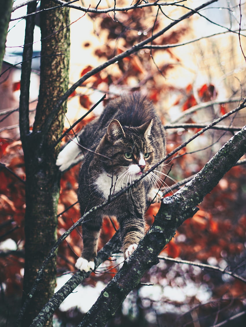 動物, 猫, 枝, 散歩, 登る, 好奇心 HD電話の壁紙