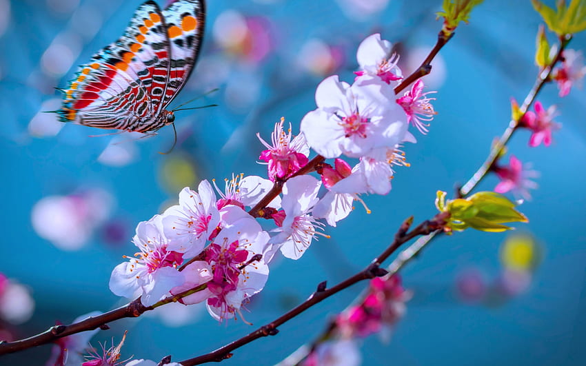 sakura blossom, spring, blue sky, butterfly, sakura, beautiful flowers, bokeh HD wallpaper