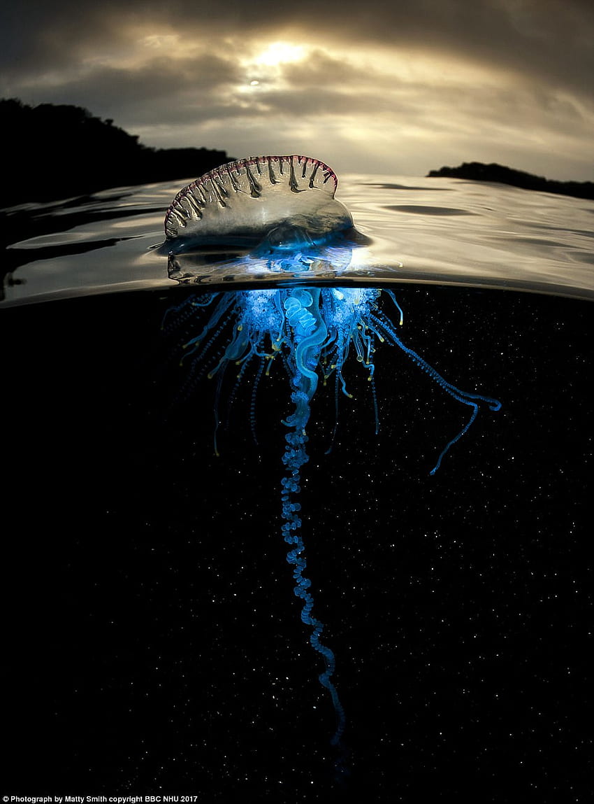David Attenborough enthüllt Neues von Blue Planet II. Daily Mail Online, Blauer Planet 2 HD-Handy-Hintergrundbild