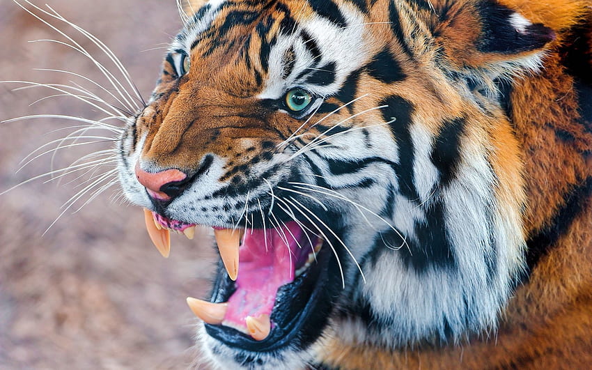 Animals, Grin, Muzzle, Predator, Tiger, Fangs, Anger HD wallpaper