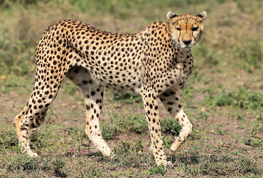 Beautiful specimen of cheetah, cheetah, feline, beautiful, savannah HD ...