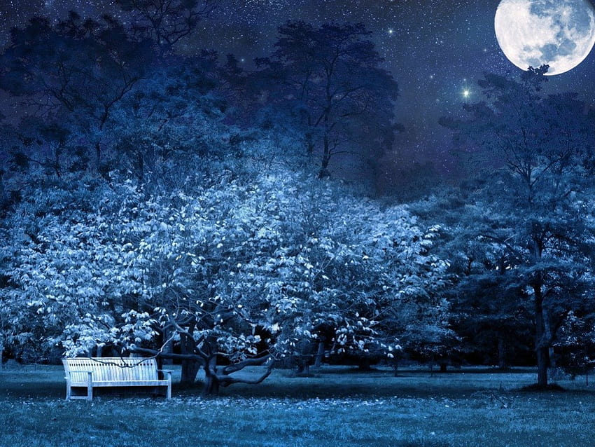 NIGHTIME ESCAPE, blue, full moon, bench, dreams, city, landscape, relax, night time, tree, park, twilight, trees HD wallpaper