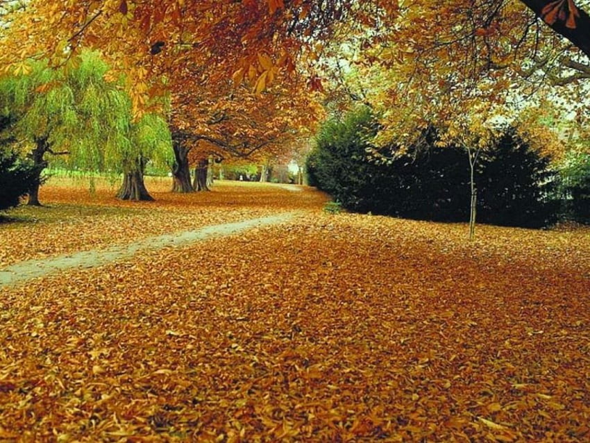 At the park, golden autumn leaves, trees, park, walkway HD wallpaper