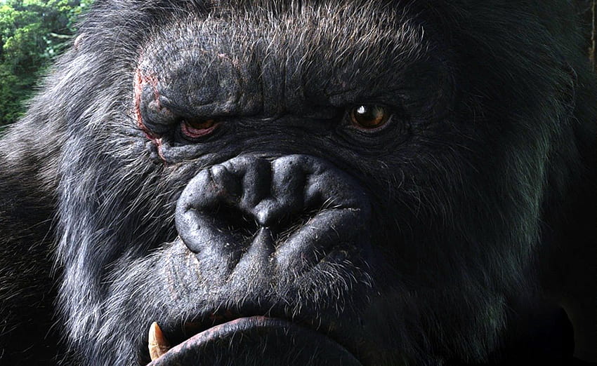 Gorilla -, Angry Gorilla HD wallpaper