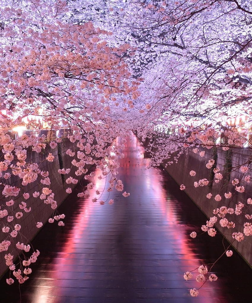 Río Meguro, Japón, Tokio. Árbol de glicinia, Túnel de árboles, Árboles de flores rosas, Tokyo Sakura fondo de pantalla del teléfono