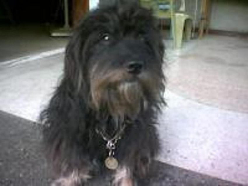 Shiver Barbie przystojny pies, przystojny pies Tapeta HD