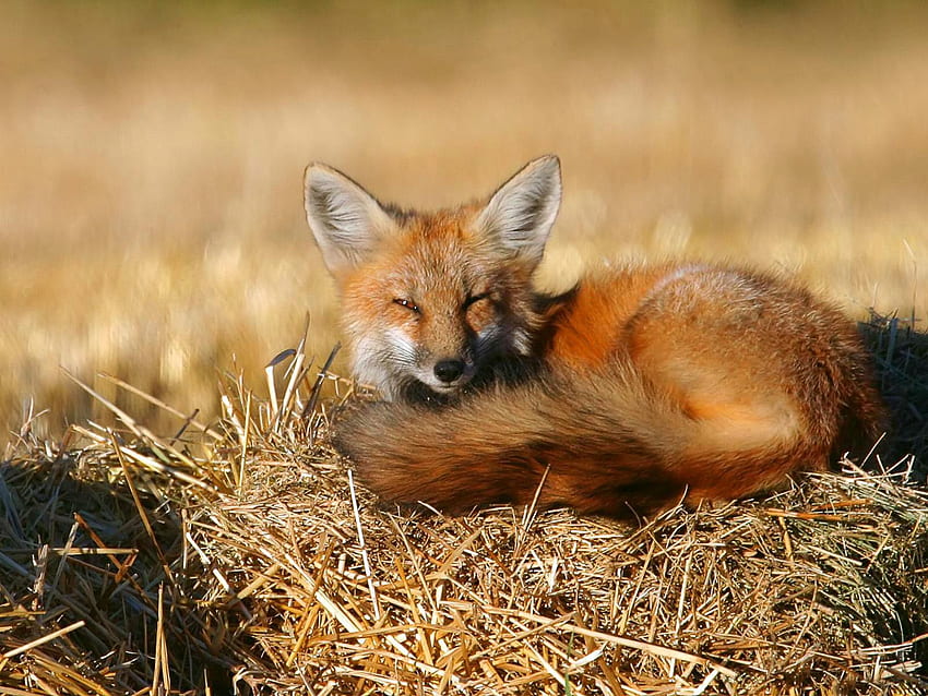 Animals, Fox, To Lie Down, Lie, Hay, Bask HD wallpaper