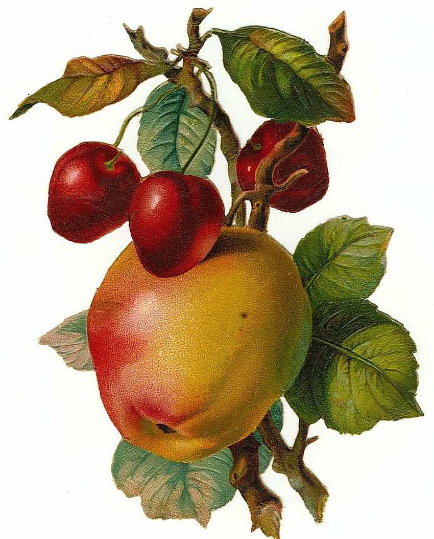 Flores Victorianas y Frutas Vintage Clip Art y Bordes. Pintura de frutas, Ilustración de frutas, Flores victorianas fondo de pantalla del teléfono