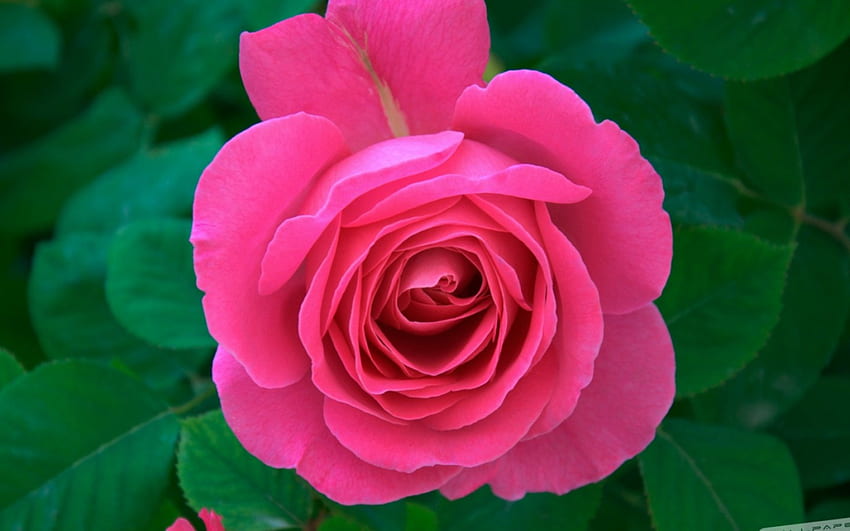 Mawar Merah Muda, KECANTIKAN, BUNGA, ROSE, ALAM Wallpaper HD