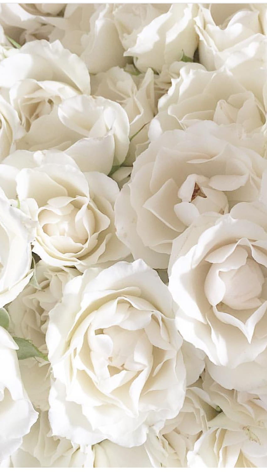 Für immer weiße Rosen HD-Handy-Hintergrundbild