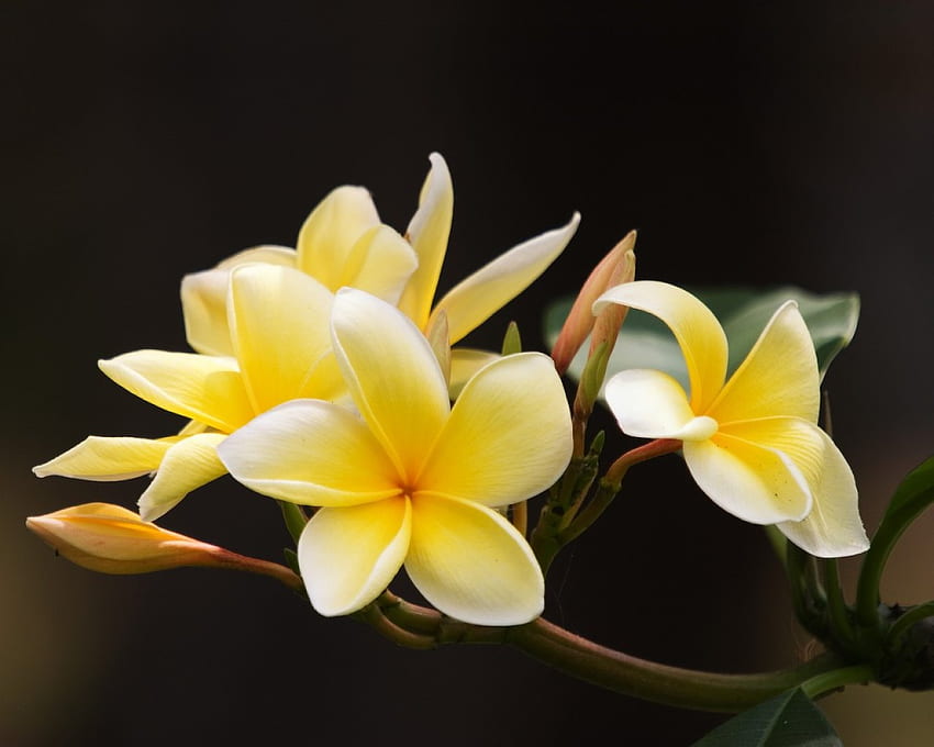 노란색 frangipani, 노란색 frangipani, 꽃 HD 월페이퍼