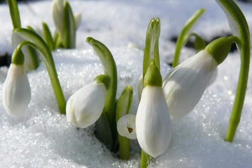 snowdrop, white, bud, flower, spring HD wallpaper