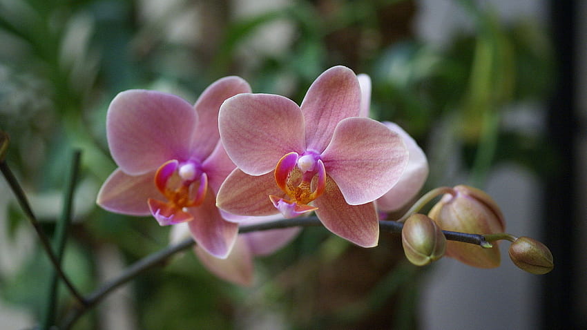Urocza różowa orchidea, różowa, egzotyczna, piękna, kwiaty, orchidea, okwitnięcie Tapeta HD