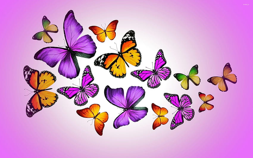Beautiful butterfly group HD wallpapers | Pxfuel