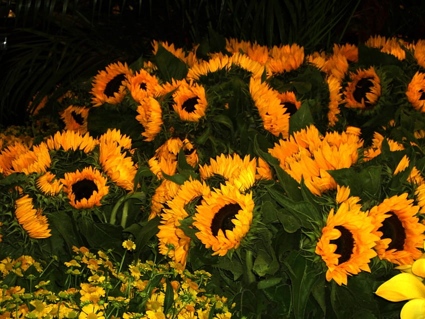The Essence, sunshine, smell, essence, sunflowers, light, yellow, nature, flowers, sun, forever, tierra HD wallpaper